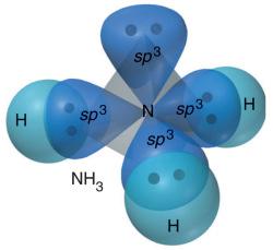The sp 3 hybrid orbitals in NH 3 The sp 3