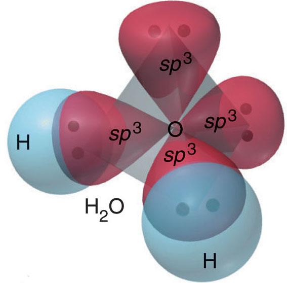 sigma bond in CH 4. CH 4 Example 3: sp 3 hybrid in H 2 O.