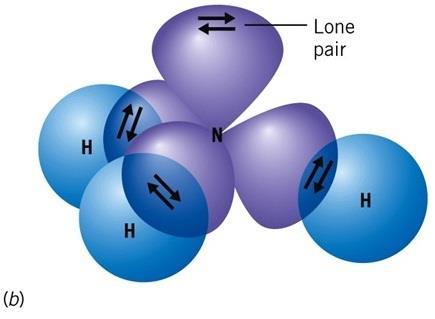 Hybridization in Molecules That Have Lone Pair Electrons NH 3