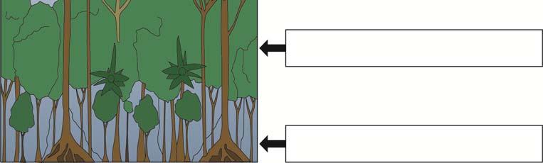 14 0 2. 5 Study Figure 7, a diagram showing the different plant layers in a tropical rainforest.