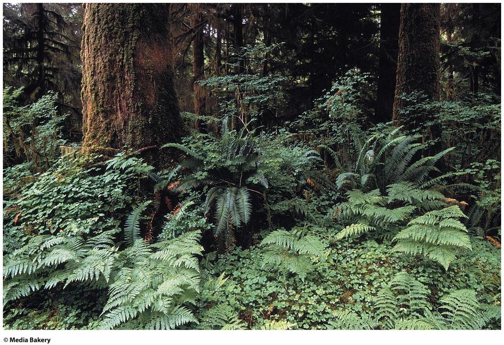 Temperate Rainforest Soils are nutrient-poor, but high in organic material (dropped needles) Cool temperatures slow decomposition