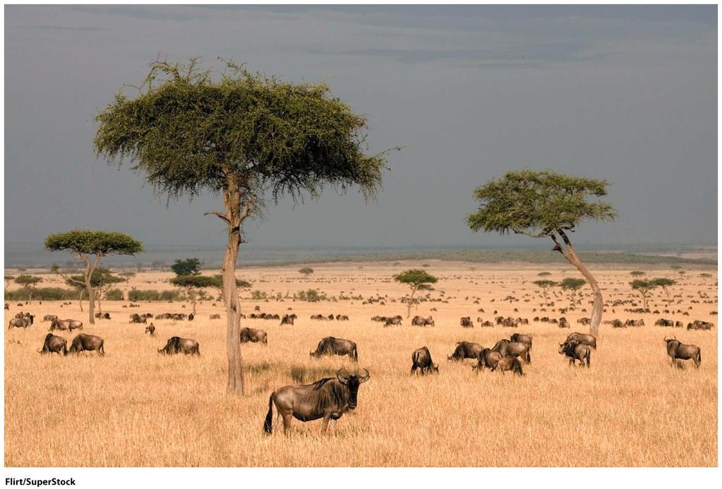 Savanna Soil low in nutrients due to leaching Vegetation Wide expanses of grass, occasional Acacia trees
