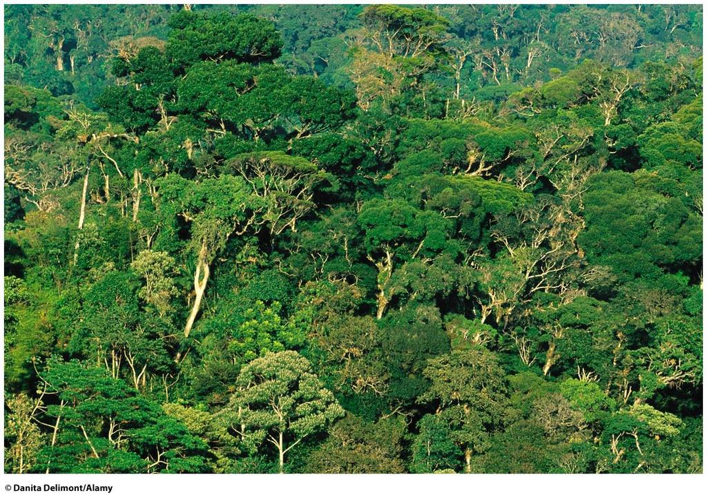 Tropical Rainforest Ancient, weathered, nutrient-poor soil Nutrients tied up in vegetation, not