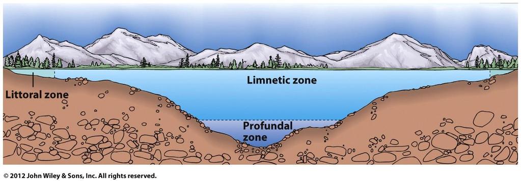 Lakes and Ponds Littoral Zone - shallow water area along the shore Limnetic Zone - open