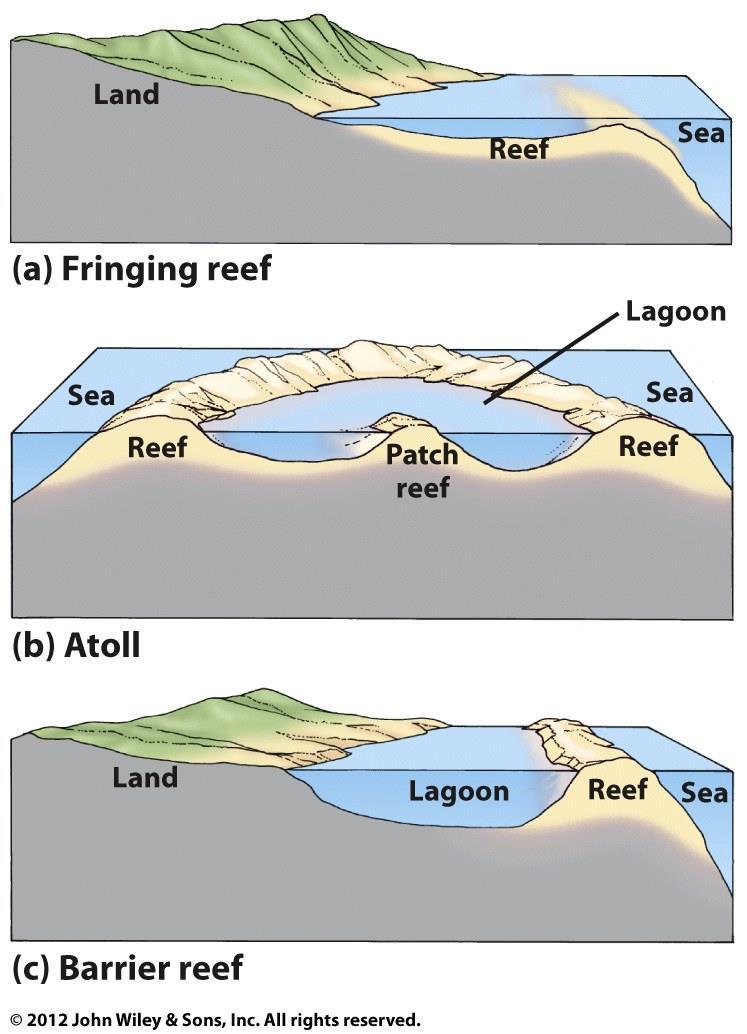 Coral Reef Environments Three types of coral reefs Fringing reef - directly attach to