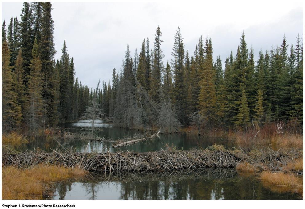Boreal Forests Soils are acidic and mineral poor Vegetation comprised of drought resistant conifers