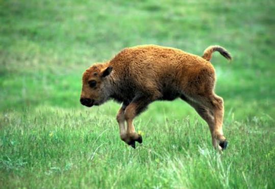 phibians, Small mammals Temperate Grassland Grasslands are known by many names. U.S.A.