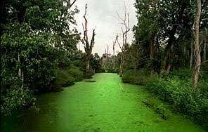 Freshwater Biomes Algae is the most abundant plant in the water biomes because sunlight has to be there in order