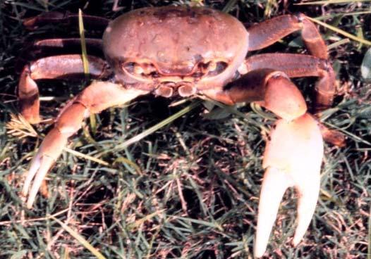 crabs,