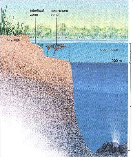 Upwelling transports these sediments to the surface Ocean Life