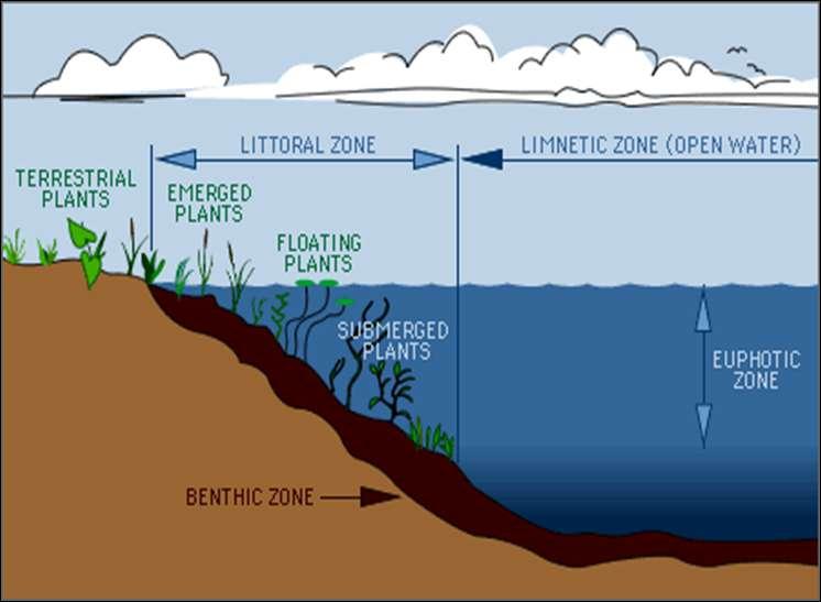 Freshwater Biomes Composed of three zones: Littoral Zone splashing area where sunlight reach bottom of the lake, lots of light, warm/cold, oxygen; close to shore; and organisms include waterlillies