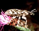 spurge flea beetles Knapweed root weevil Russian knapweed gall fly