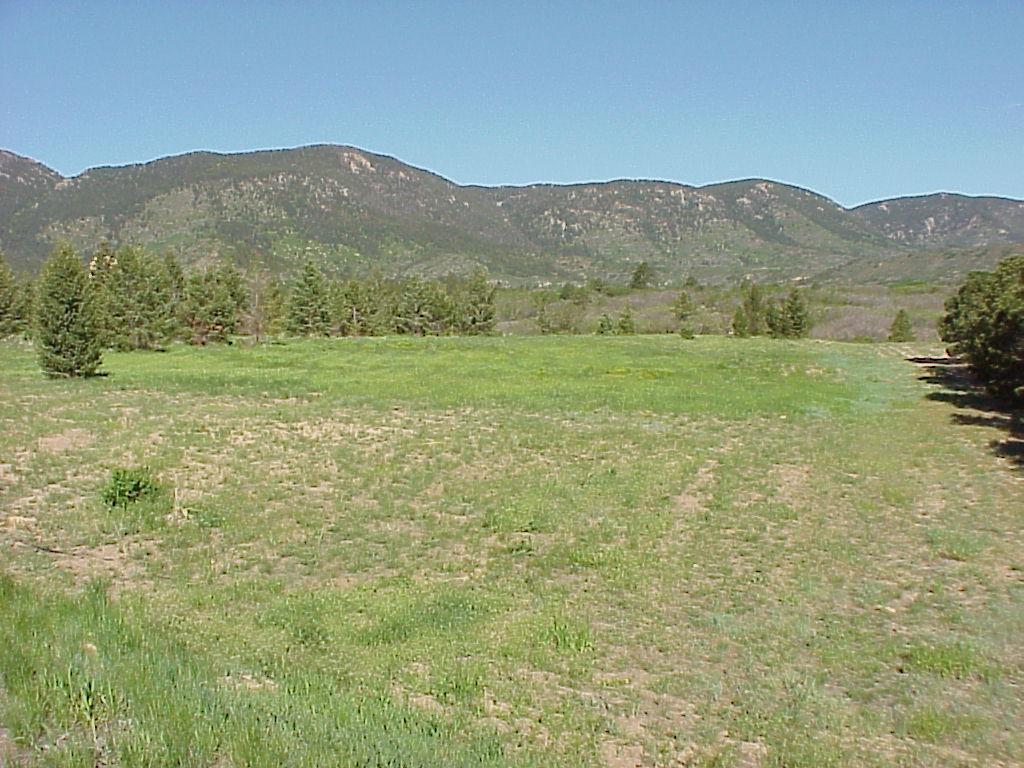 Figure 3. FERL leafy spurge site in 23. Significant reduction is noticeable in the foreground, and the weed infestation in the background was under attack by Apthona sp. beetles.
