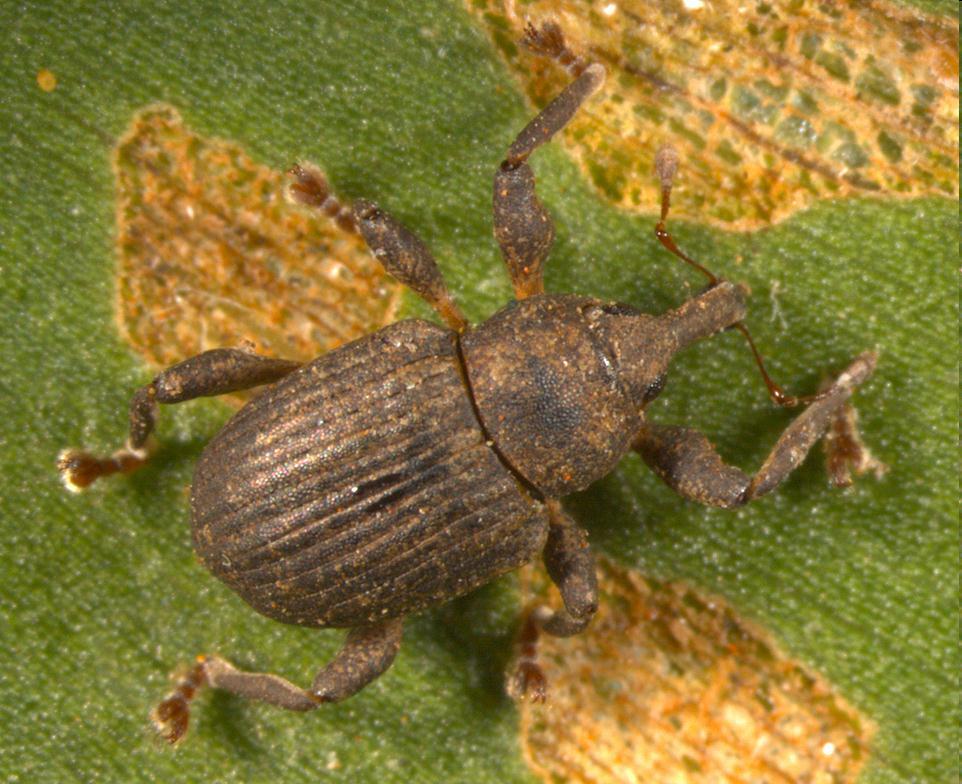 Coleoptera: Chrysomelidae