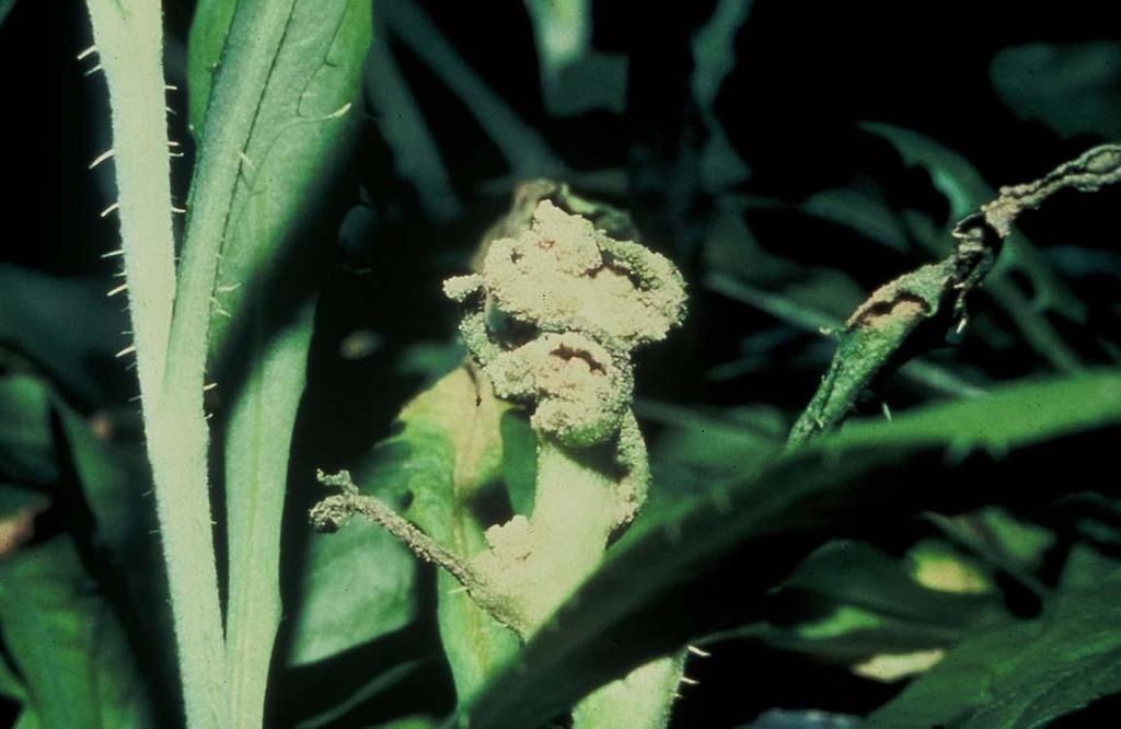 Eriophyid mite (Eriophyes chondrillae), a gall