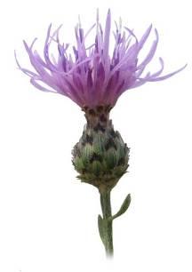 Spotted Knapweed Centaurea maculosa OTHER COMMON NAMES: None INTRODUCTION: This plant arrived in the United States from Eurasia as a contaminant in alfalfa seed.
