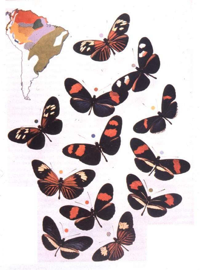 butterflies suggested same pattern