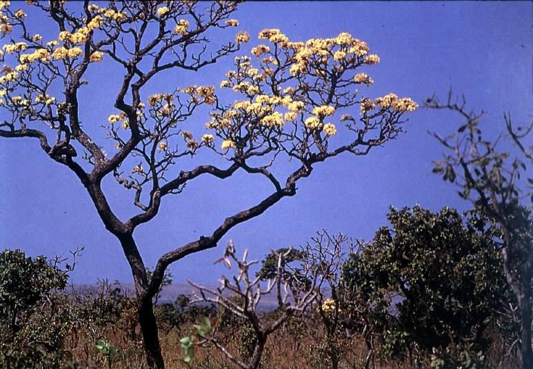 Tabebuia ochracea (Bignoniaceae) Distribution of this savanna tree Reverse refugia were