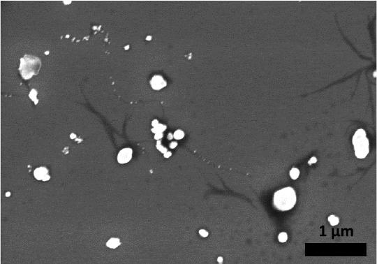 Fig. S5. SEM image of Ag nanoparticles casted on silicon substrate.