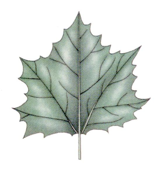 Types of Leaf Venation