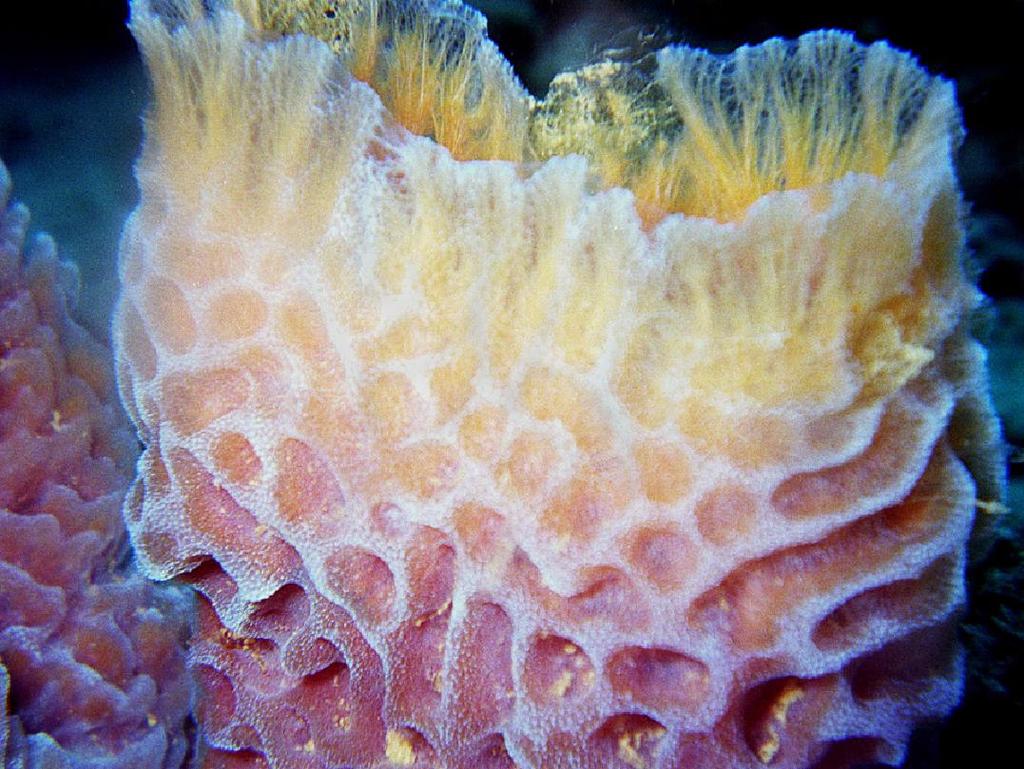 Porifera: The Sponges Characteristics of Phylum: All