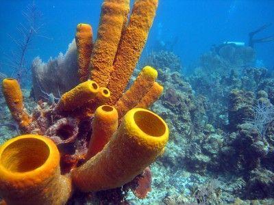 Porifera: The Sponges Characteristics of Phylum: Asymmetric body with no true tissues or organs.