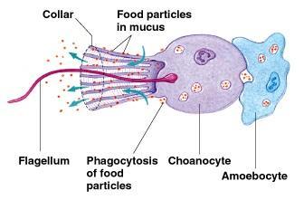 Types of Cells: Choanocytes (or collar cells) line