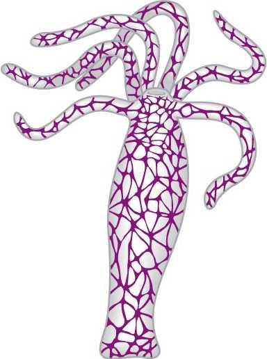 Characteristics of Phylum: Digestive system is incomplete (sac-like with mouth only) Nerve net
