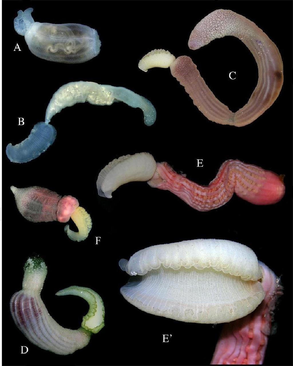 Major Phyla of Marine Invertebrates 1. Sponges 2. Cnidarians 3. Flatworms 4.