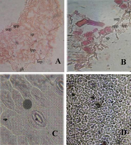 Fig. 1. Photomicrographs of leaf sections (x40). A & B, Transverse section of J. tanjorensis and J.