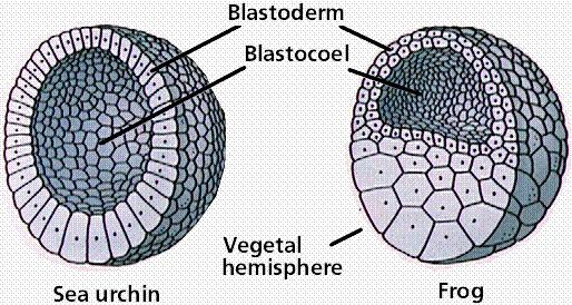 Development of Animals A. Most develop from a single fertilized egg cell called a zygote. 1.