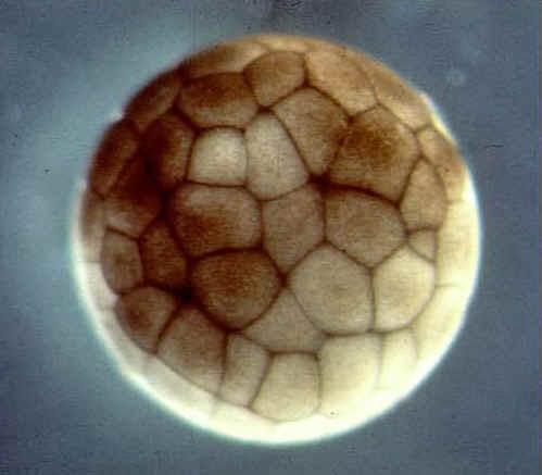 Unicellular zygote divides by mitosis called cleavage. 1. After this cell division occurs it s called an embryo. C.