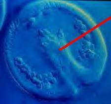 E. As the embryo grows some of the cells of the blastula fold inward forming the gastrula. 1.