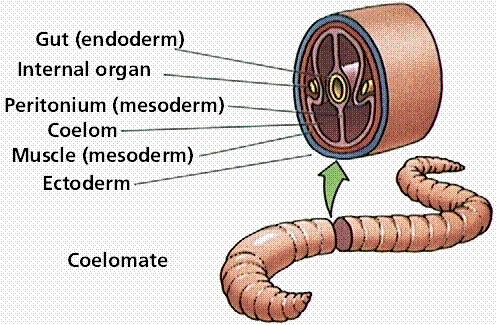 movement. 8. Coelom: Earthworm.