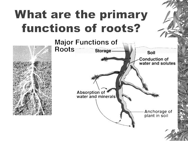 Flowering Plants Flowering plants typically have three main parts:, and. Each of these structures has a specific or function to do for the plant. Let s work our way from the ground up.