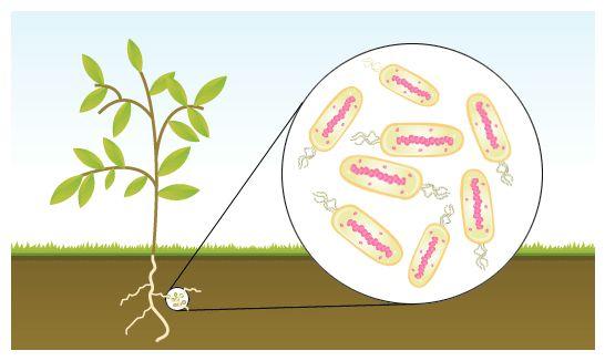 Nitrogen fixing One of the substances plants need the roots to absorb is, but most of nitrogen is found in our. Plants cannot use this form of nitrogen. Plants need to get the nitrogen they can use.