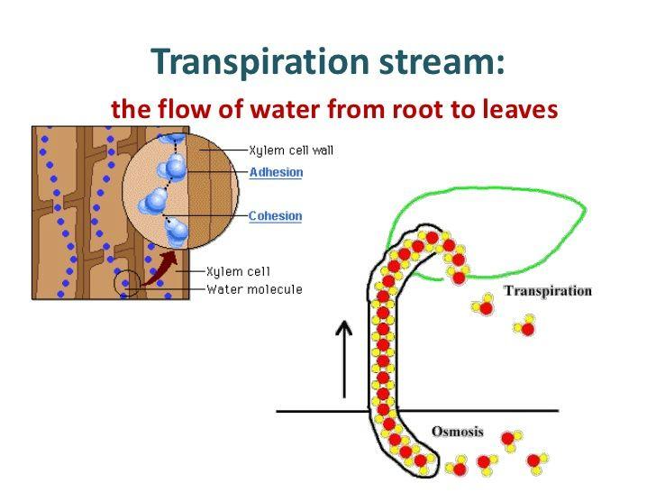 Transpiration The process of the stoma allowing water from the plant to into the atmosphere is called. Water is evaporating from the surface of leaf cells to the air.