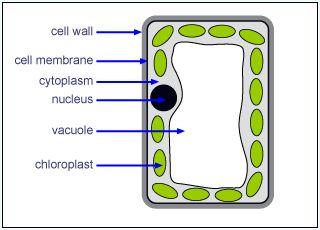 Palisade Cells In addition to chloroplasts, plant cells have a cell, cell,, and. cell wall- provides structural for the cell and helps the cell.