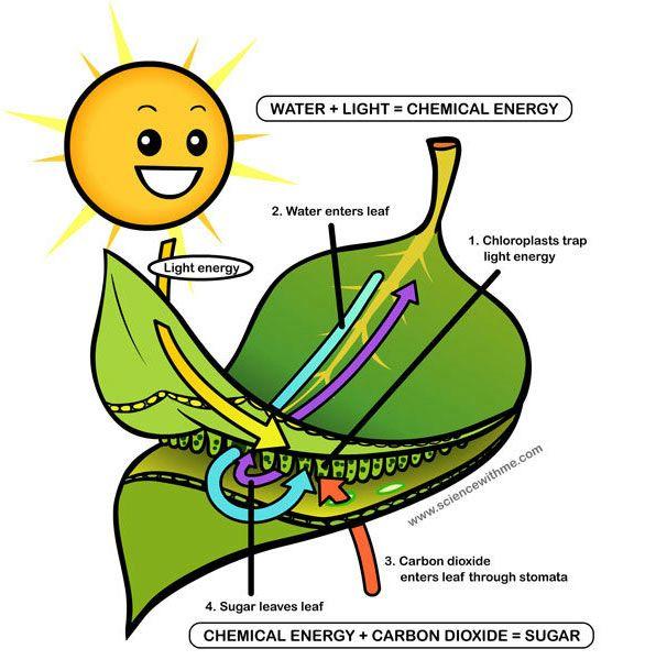 The chloroplasts contain a special substance called, a green. A pigment is a substance that a particular part of the visible light spectrum and the rest.