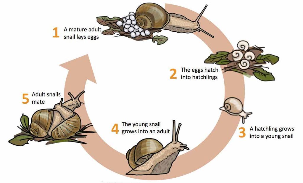 Life cycles of invertebrates Many insects go through changes in their body structure during their lives: a process called metamorphosis.