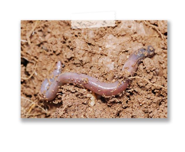 Earthworm facts There are over 170 types of native earthworms in New Zealand!