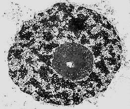 The Nucleus The Nucleus is a large round object locate at the center of the cell.