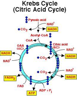 In Stage 2, More ATP is Made by Aerobic Respiration Krebs Cycle = A series of