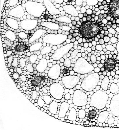 QUESTIONSHEET 12 The diagram shows a part of a transverse section through the stem of Broadleaved Pondweed (Potamogeton nutans).