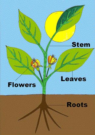 The Stem Stems support & hold plants upright so they can obtain sunlight.