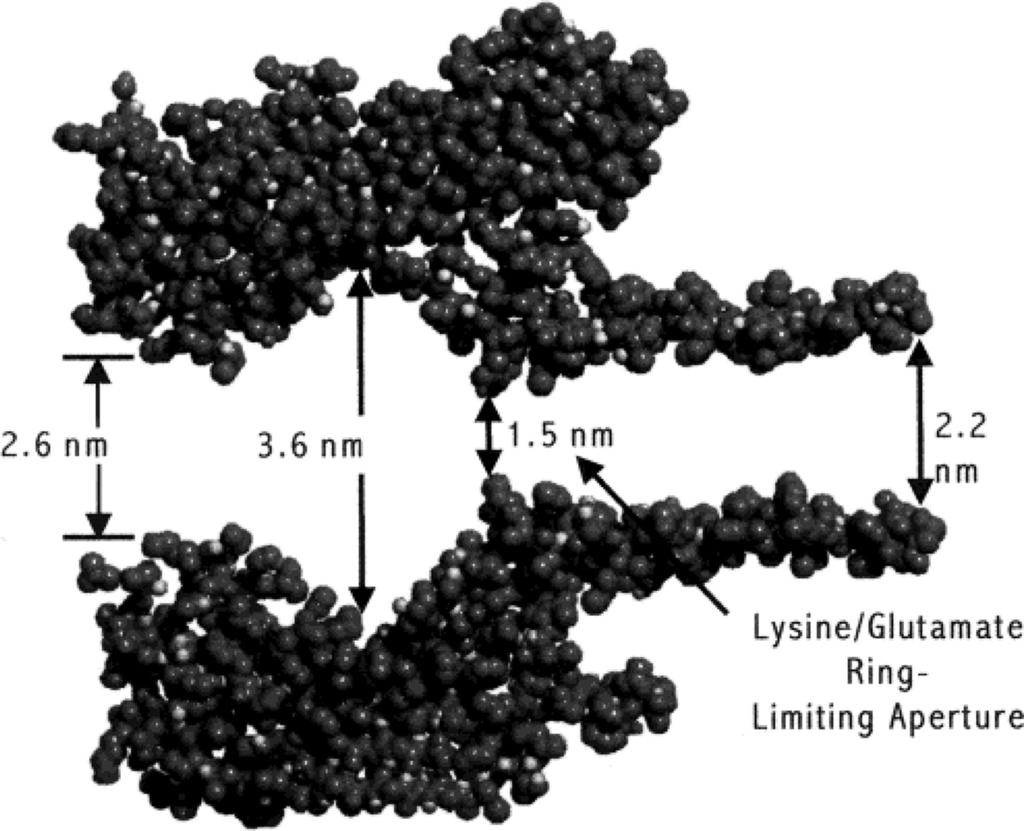 6426 Nucleic Acids Research, 2006, Vol. 34, No. 22 Figure 1. Cross section of the alpha-hemolysin ion channel showing the internal dimensions. The opening of the pore is 2.