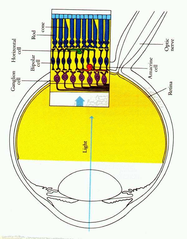 Basic Neurophysiology of Visual Systems... Figure: Structure of retina (From D.