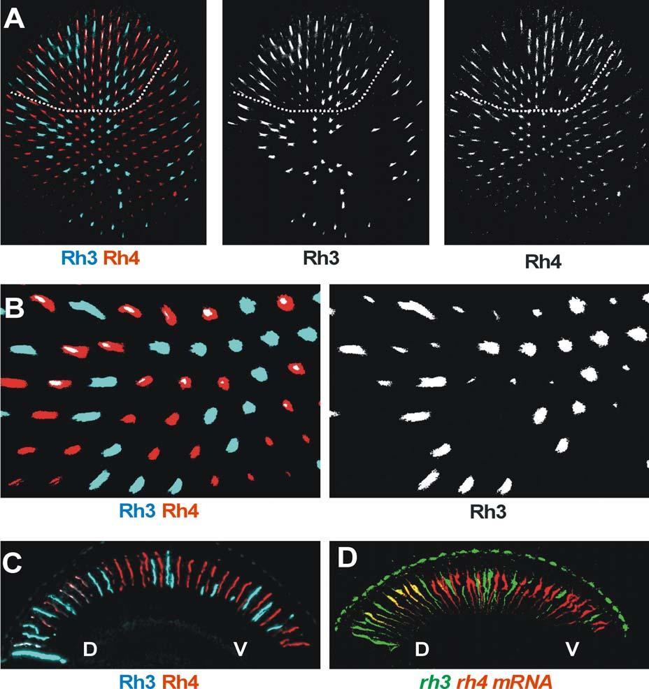 Figure 1. R7 Cells in the Dorsal Eye Co-Express rh3 and rh4 (A and B) Optical sections through a control eye stained for Rh3 (cyan) and Rh4 (red). Dorsal to the top.