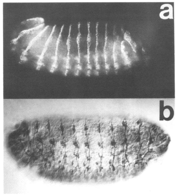 EMBRYONIC GENE EXPRESSION 53 and subsequently pinches off to form a ventral tube, which flattens as a layer of mesoderm beneath the ventral ectoderm.