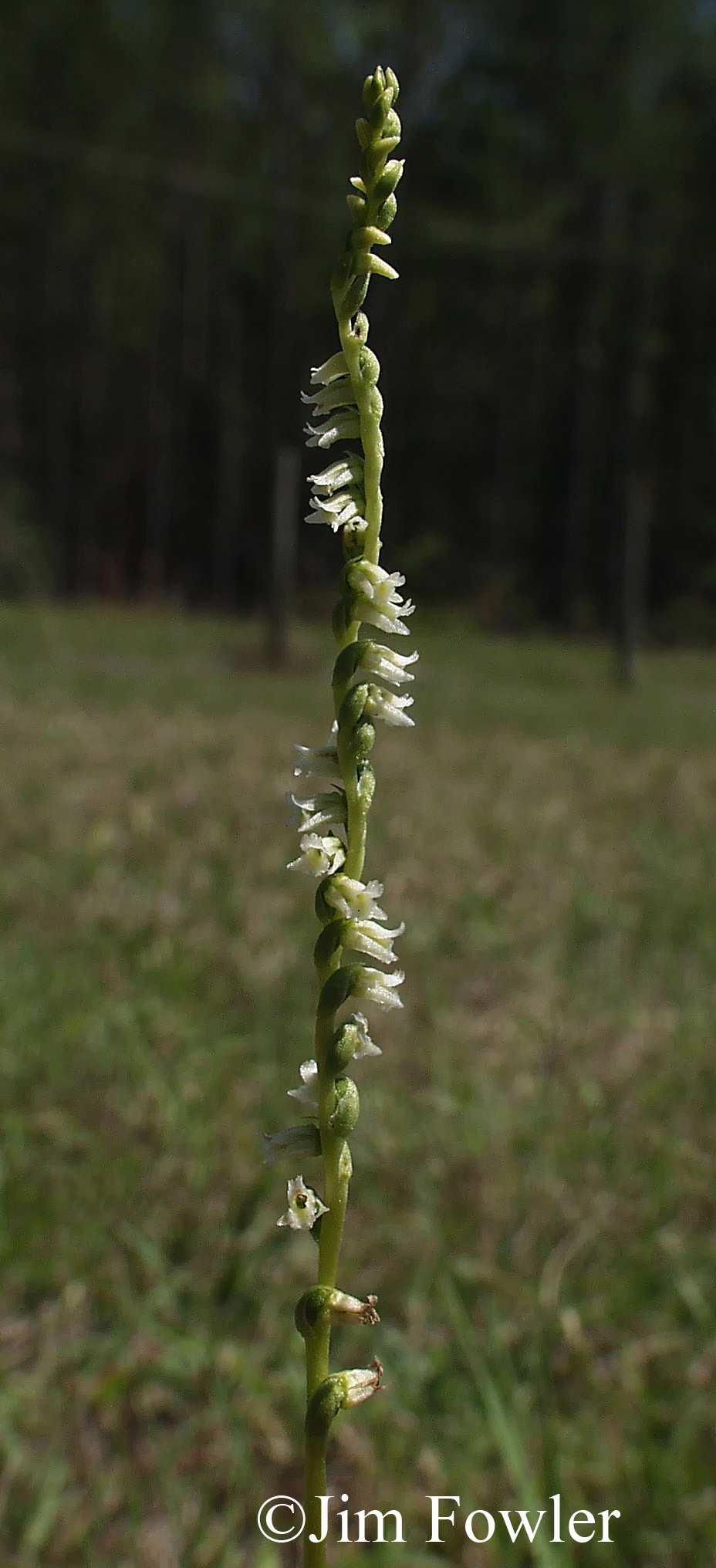 Common Name: FLORIDA LADIES-TRESSES Scientific Name: Spiranthes floridana (Wherry) Cory Other Commonly Used Names: none Previously Used Scientific Names: Spiranthes brevilabris